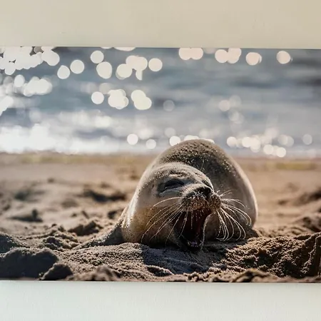 Neu Kleiner Seeloewe *